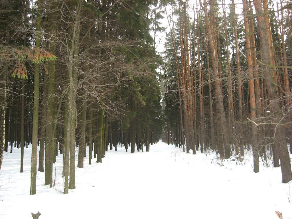 Солнцево