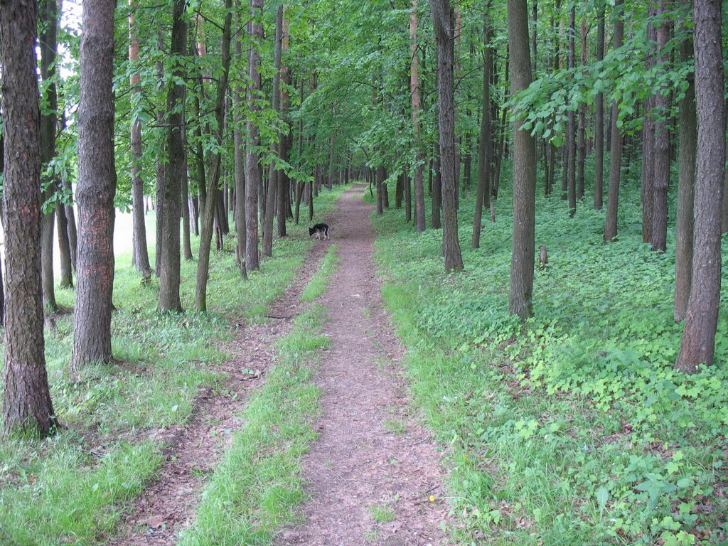 ЛЕС