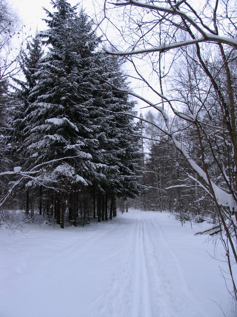 Forest