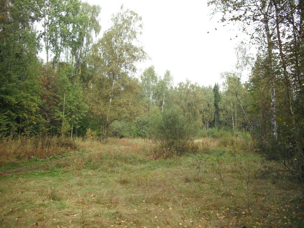 поляна в Химкинском лесу