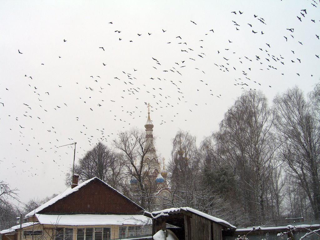 Birds over church