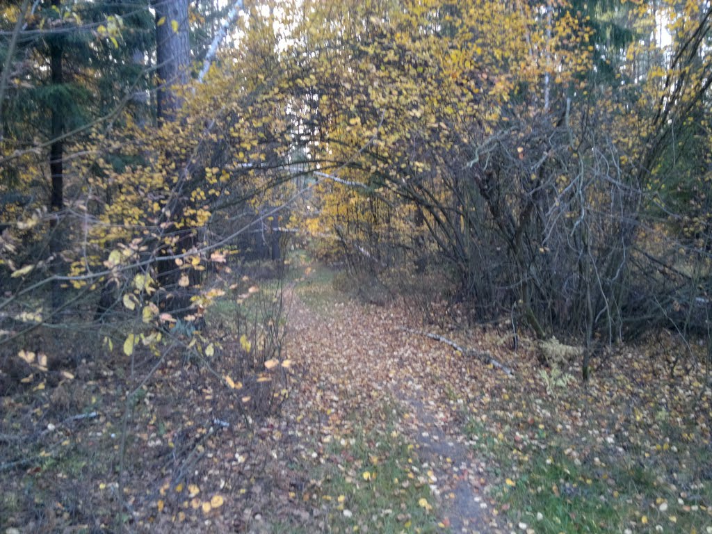 Осень