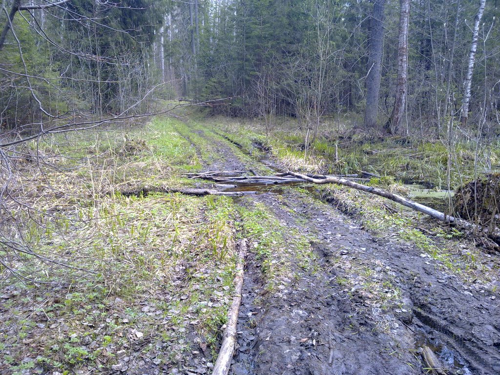 Лесная дорога