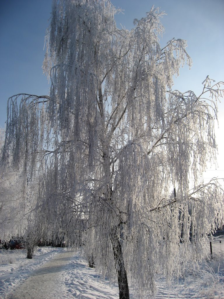В ледяном плену