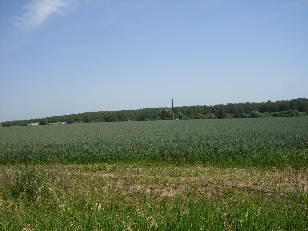 поле (2010 июль)