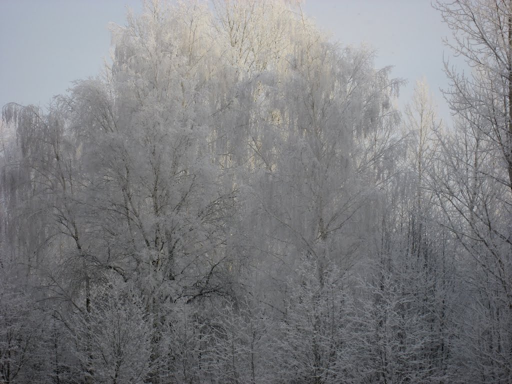 Ледяной лес. 2010