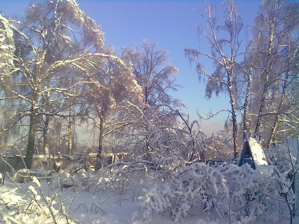 Egorovo. After ice rain december 2010. /Егорово. После ледяного дождя декабрь 2010.