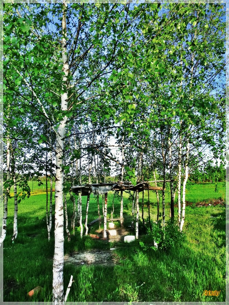 Birches