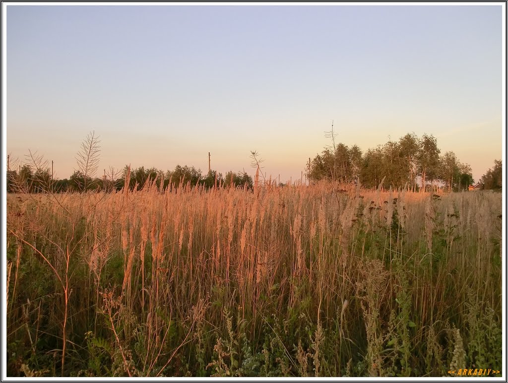 Summer field