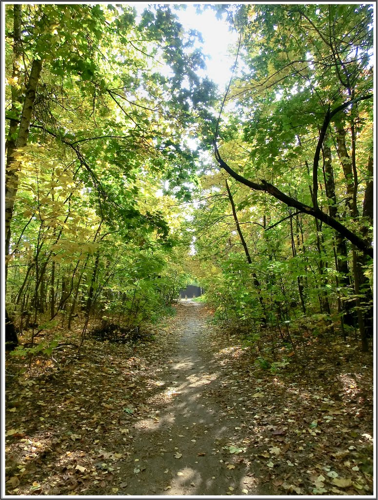 Autumn forest