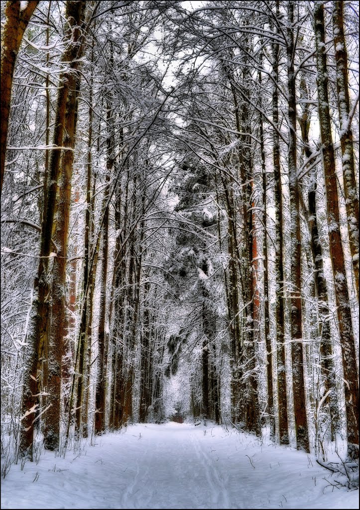 Winter road