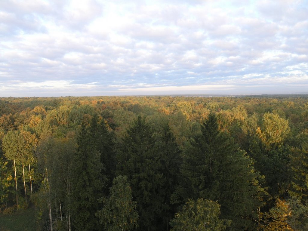 Троицкий лес / Troitsk. Moscow region