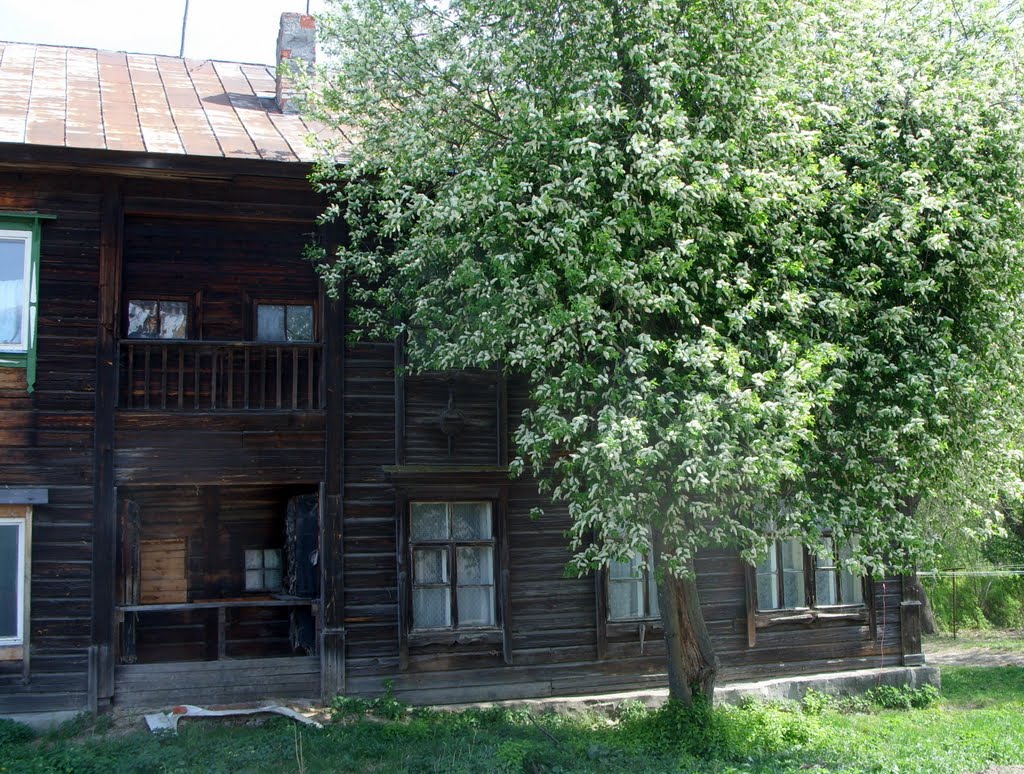 Старый барак, старая черёмуха. Alte Baracke, alter Faulbeerbaum