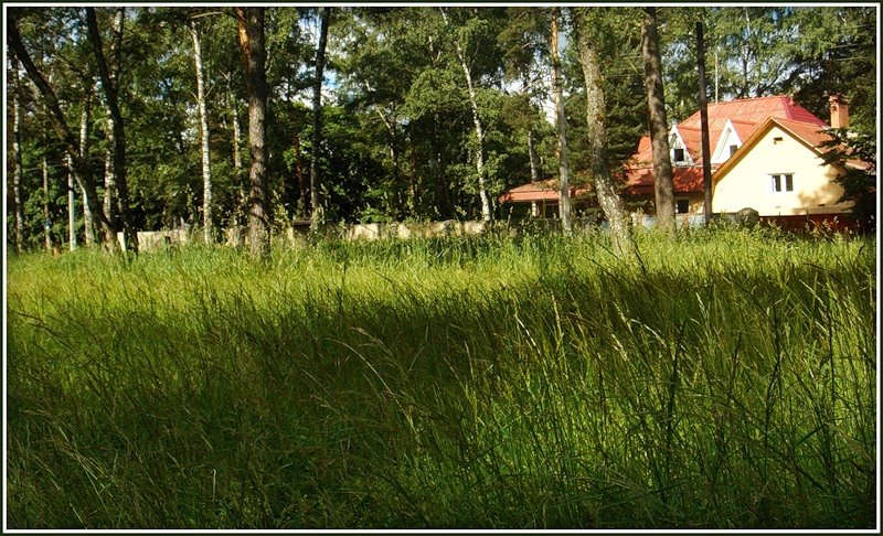 Парковая роща. Малаховка.