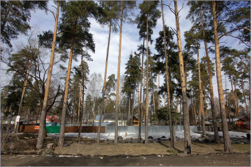 Сосны