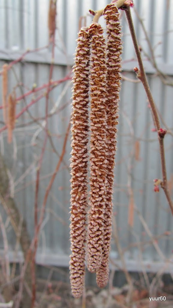 Цветёт орешник./ Hazel blooms.