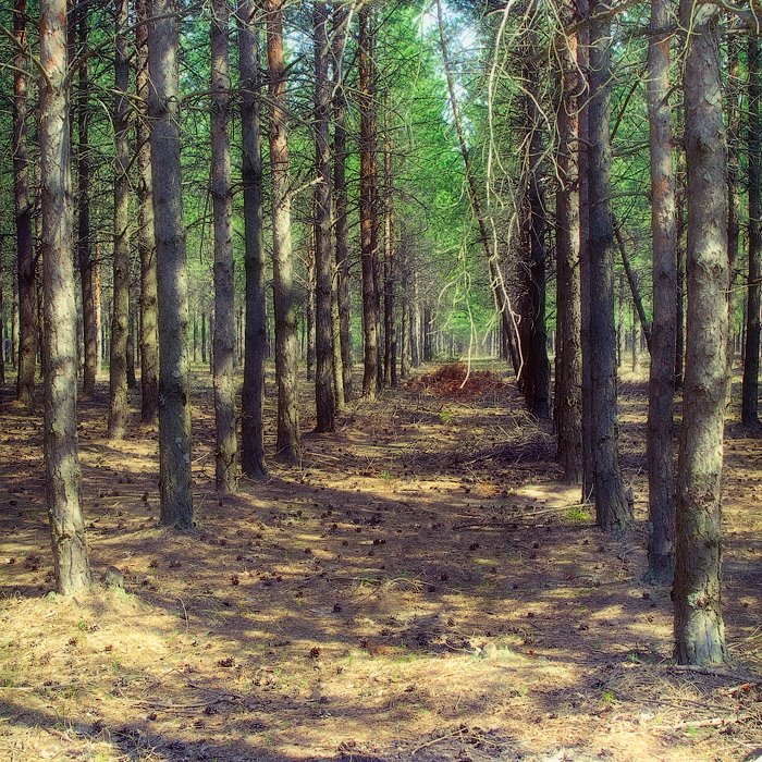 Pine forest