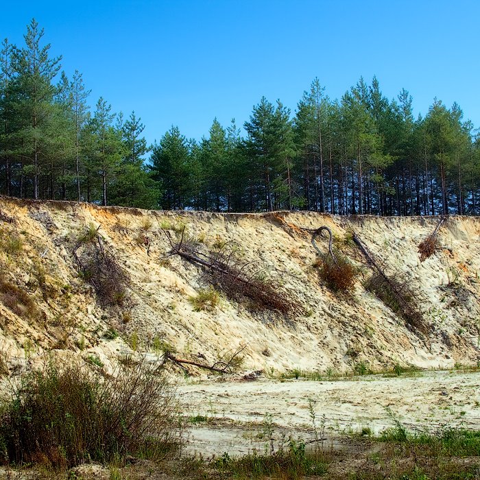 Pine forest