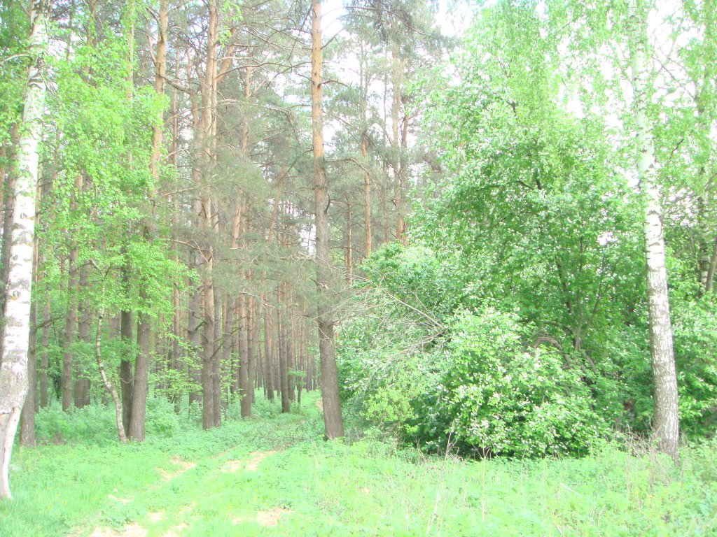 Майский лес (Forest in May).
