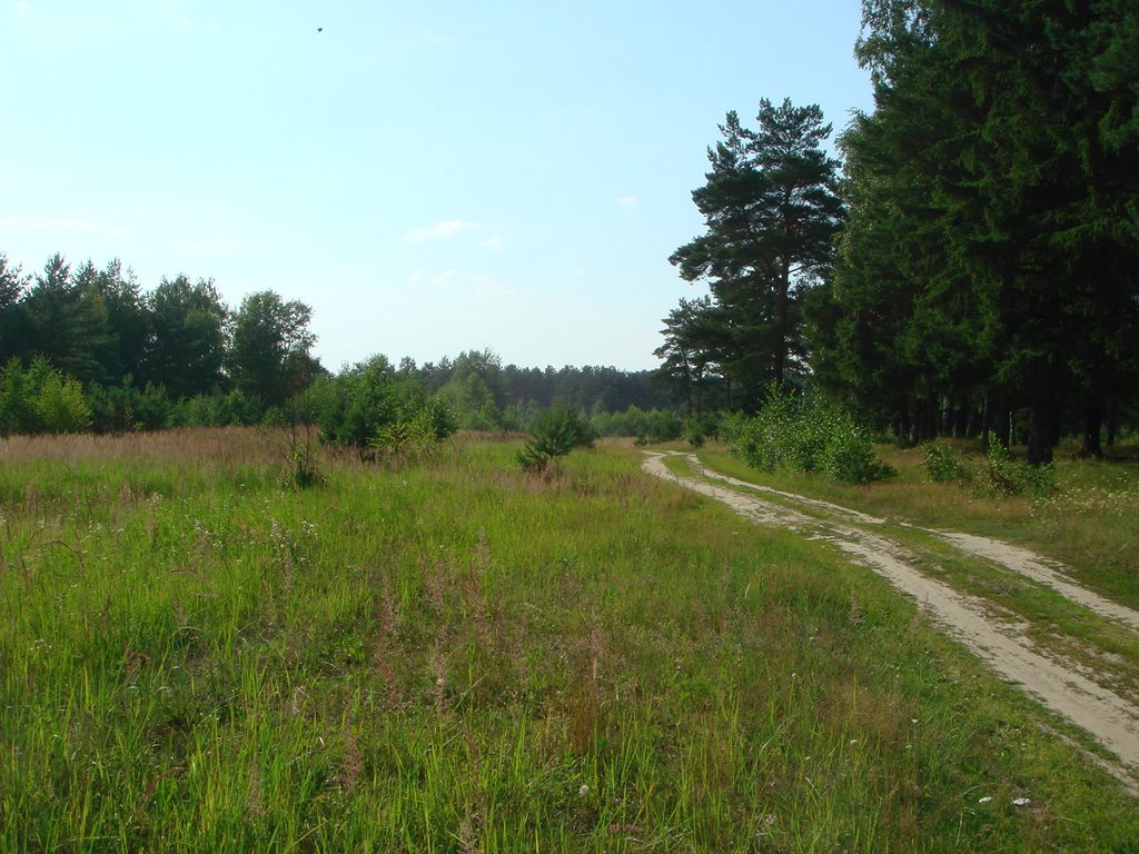 Поляна,лес,дорога.