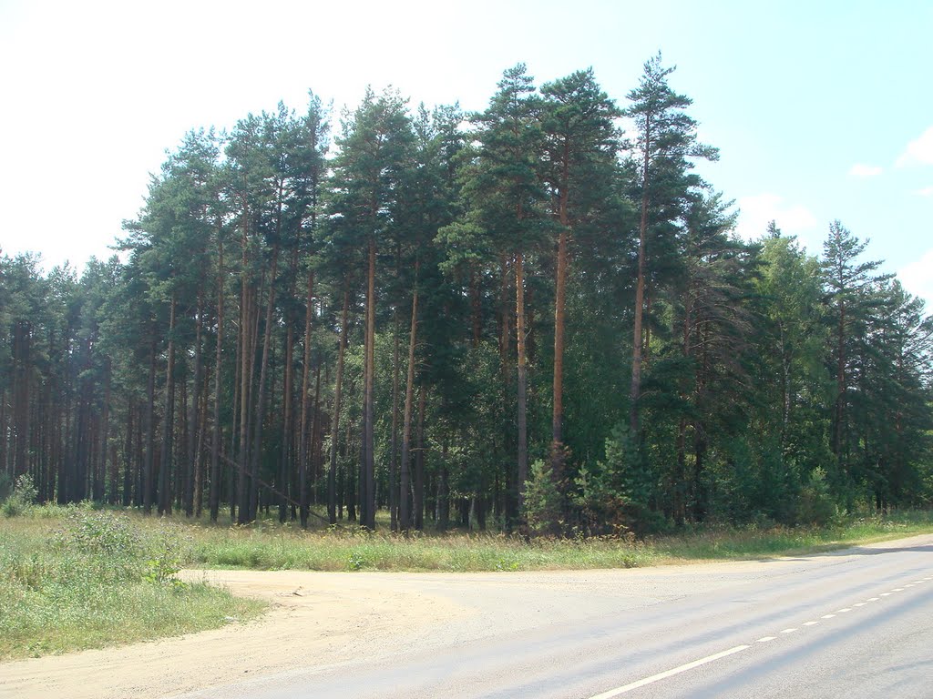 Сосны у дороги.