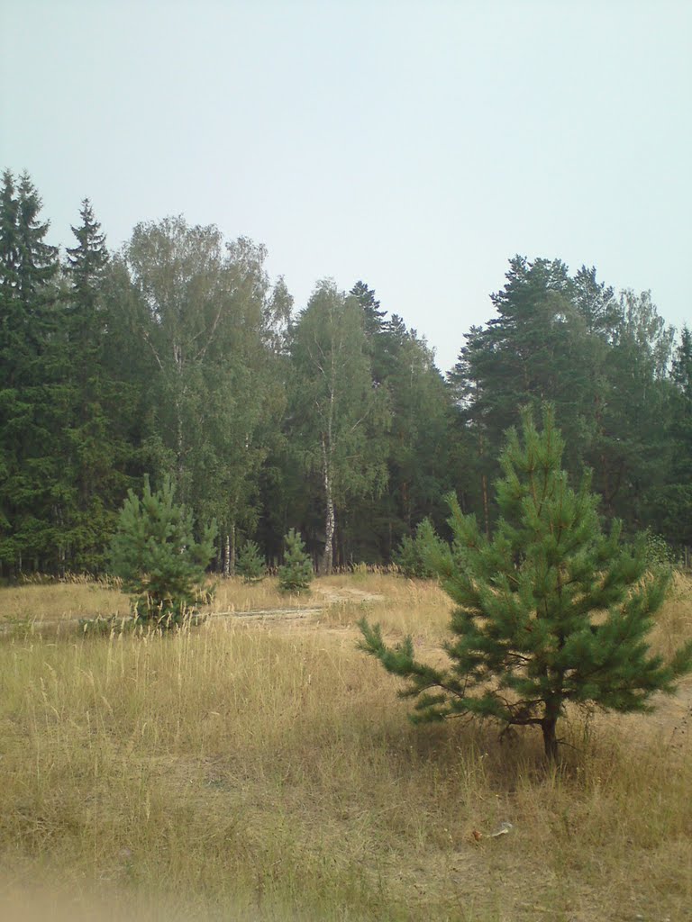 Мещерский лес.