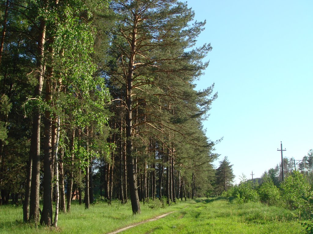 Лесная тропа.