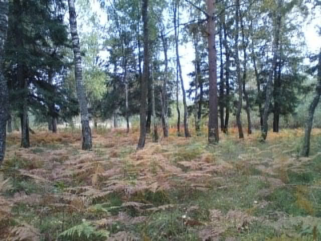 Осенний папоротник.