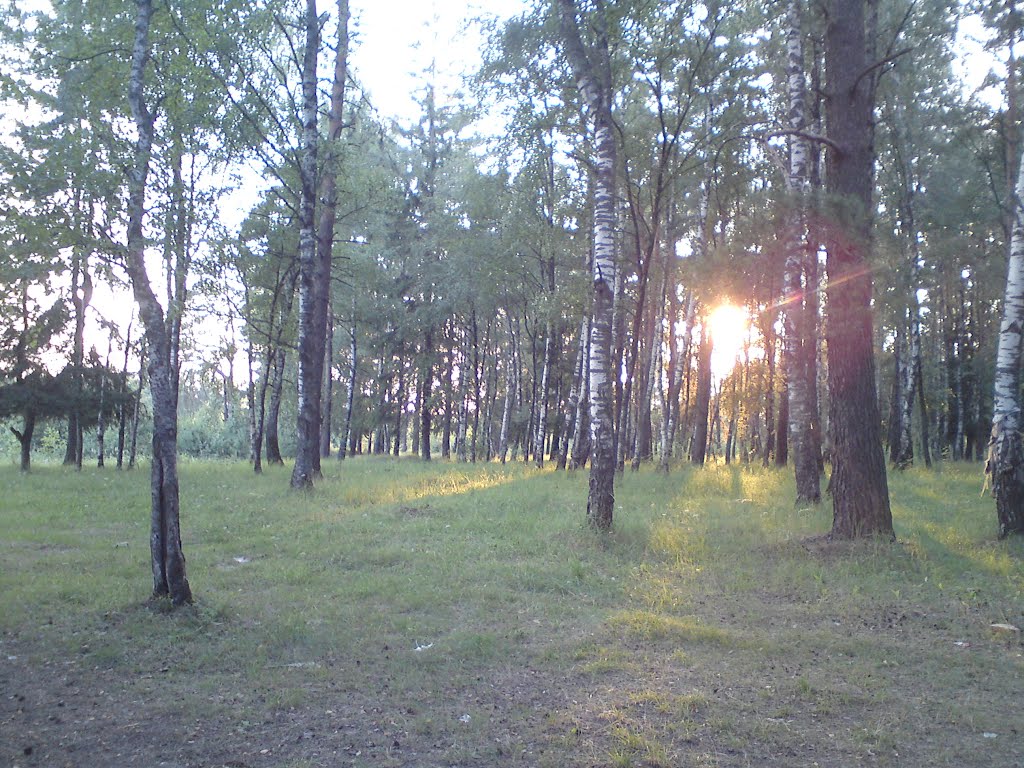Предзакатный лес.