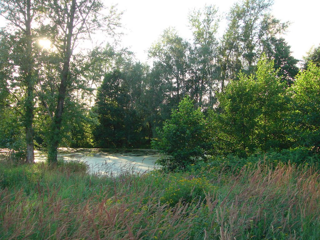 Старый пруд.