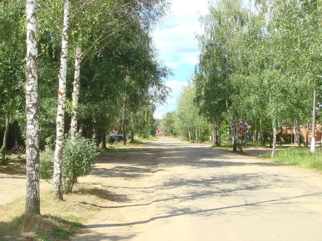 Дорога средь берёз.