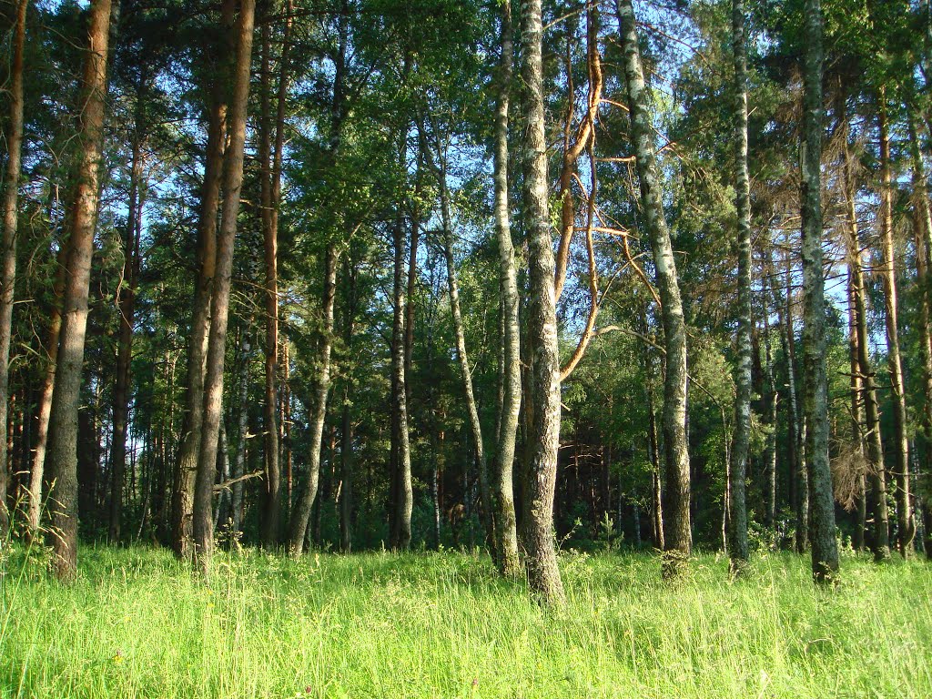 Летний лес.