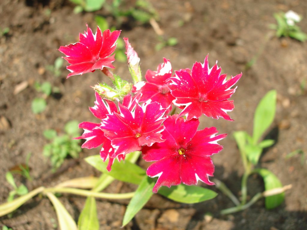 Ivanovka