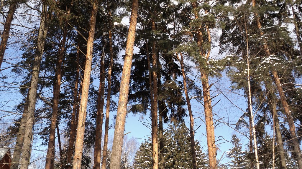 Сосны