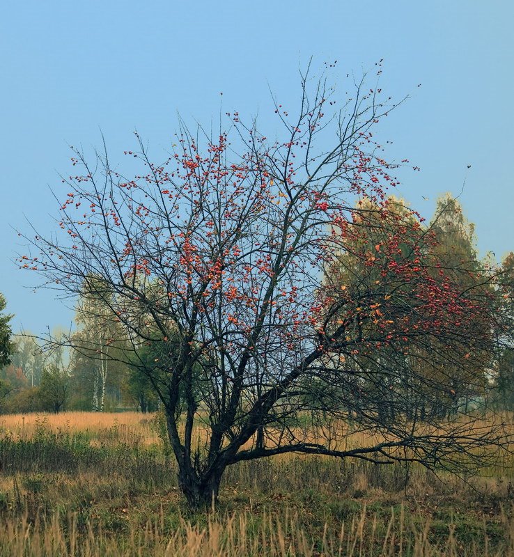 Wild apple tree