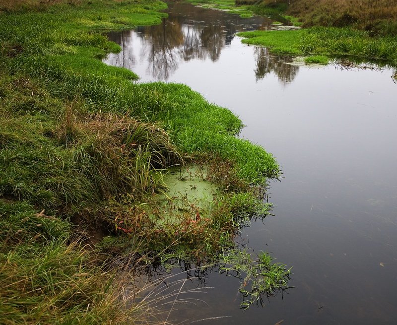 The frog small river