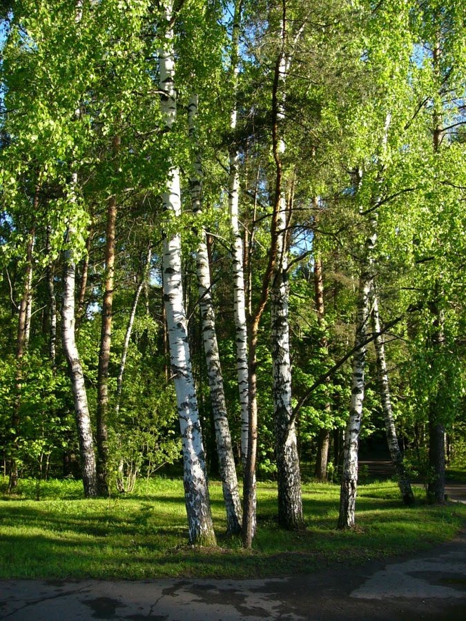 Березки