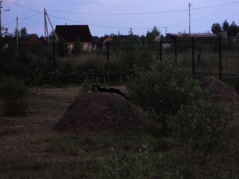 Вечерний охотник. Черусти.