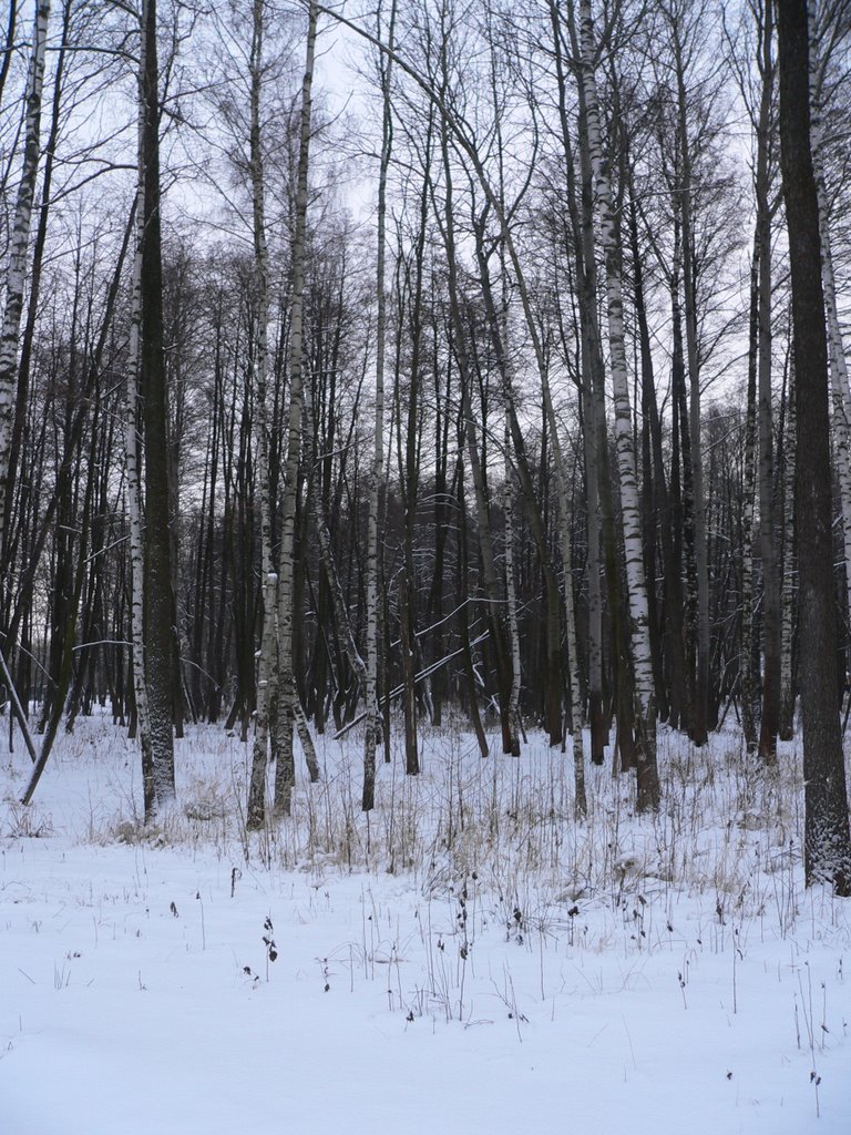 Городской парк в снегу
