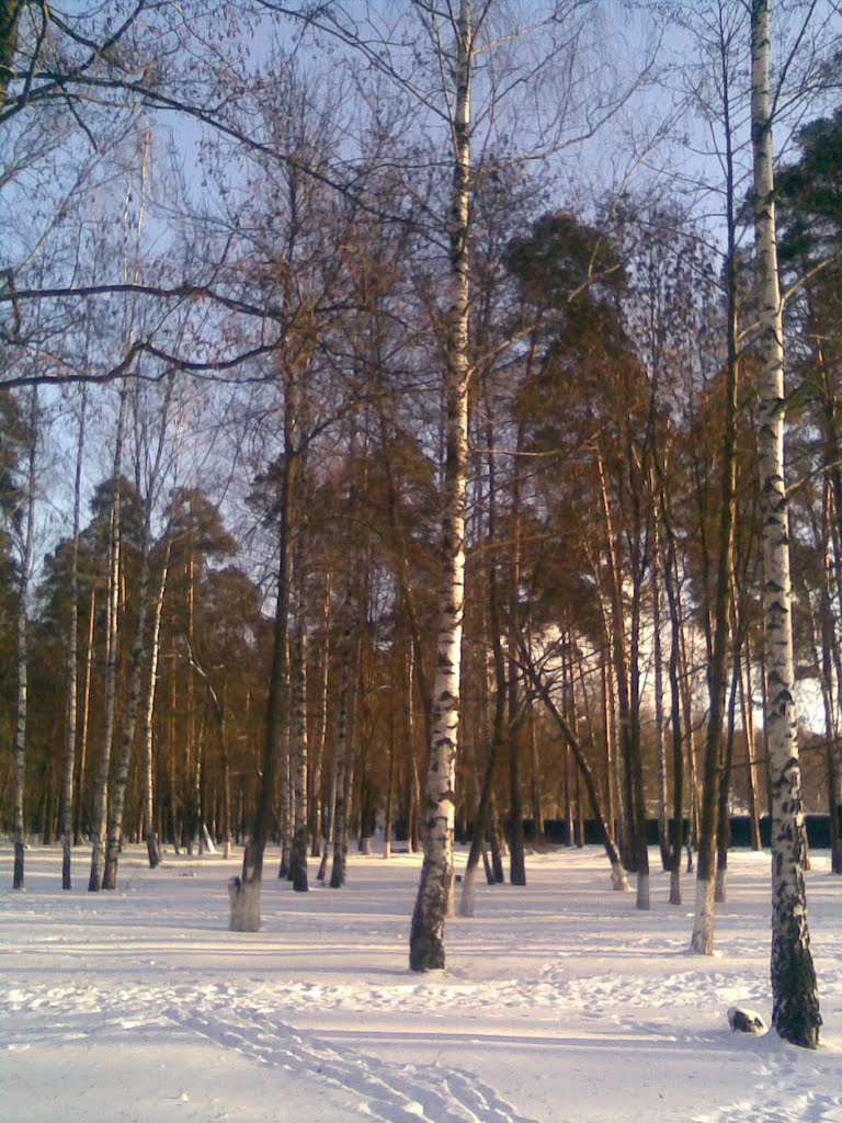 Березы в городском парке