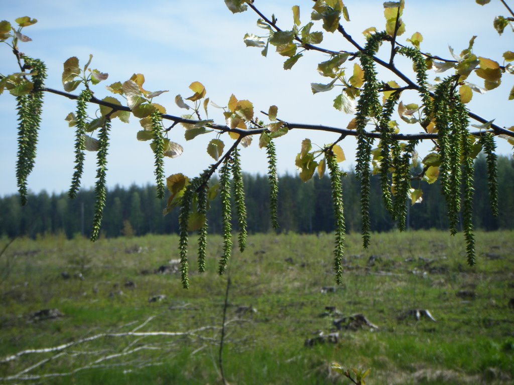Весна