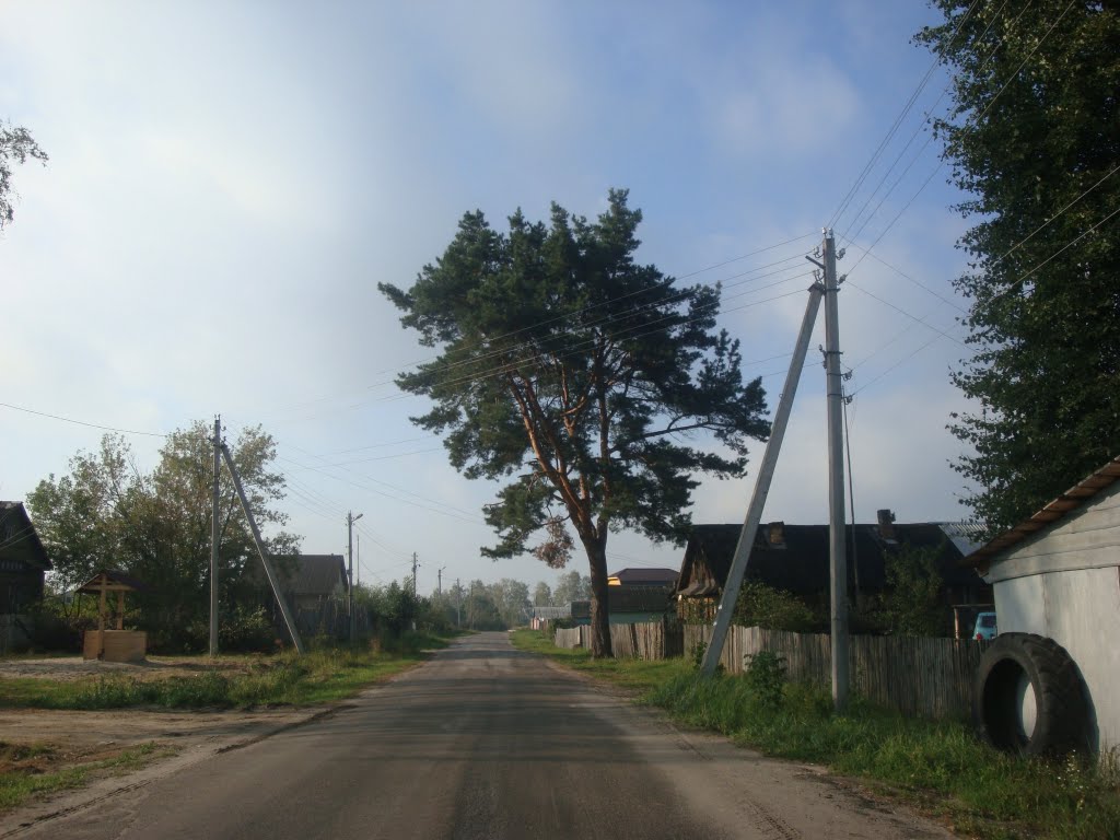 Сосна