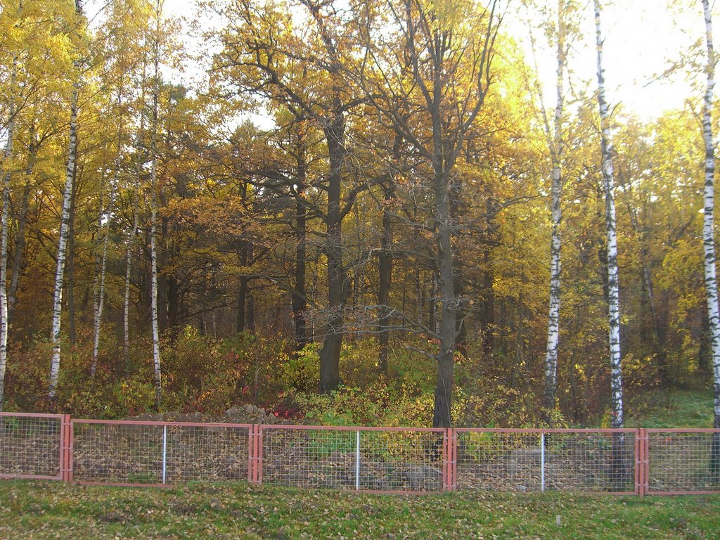 Лес за решеткой
