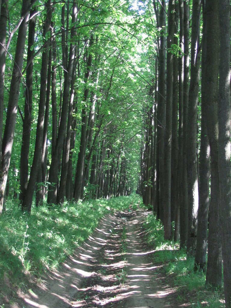 Алея