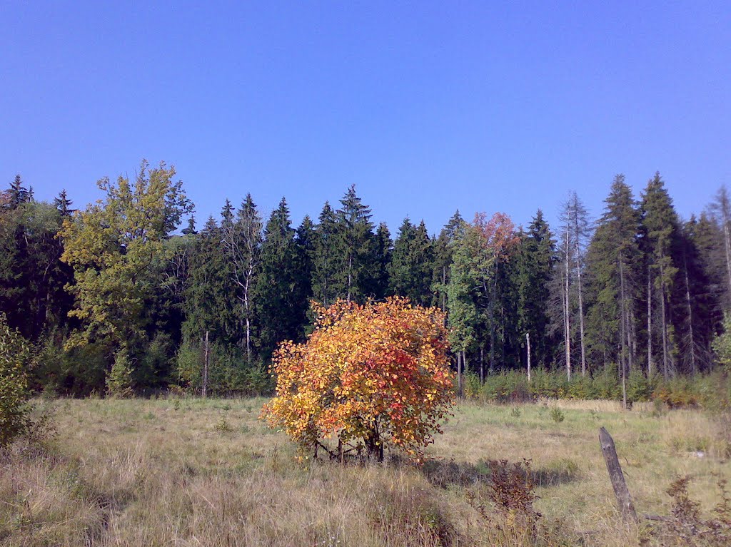 Куст