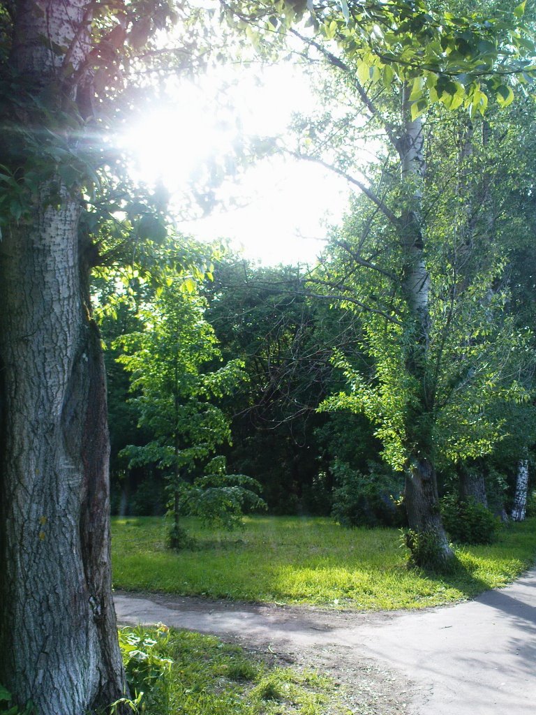 В городском парке (Щёлково - июнь 2008)