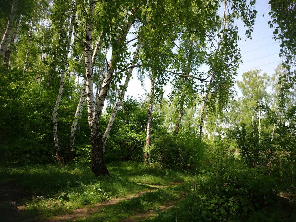 ::Лес::