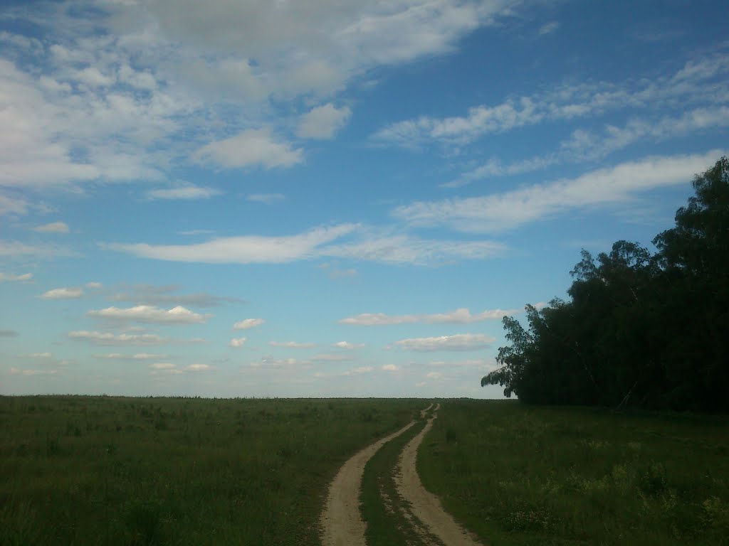 ::В поле вдоль леса::