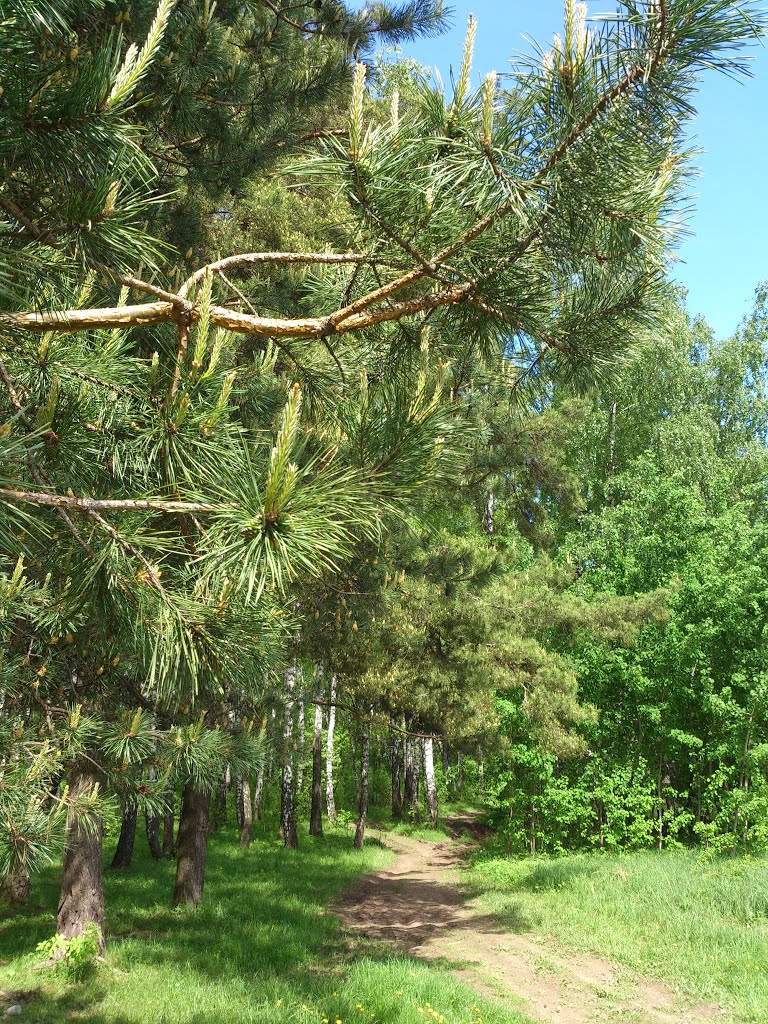 ::Дорожка в лес::
