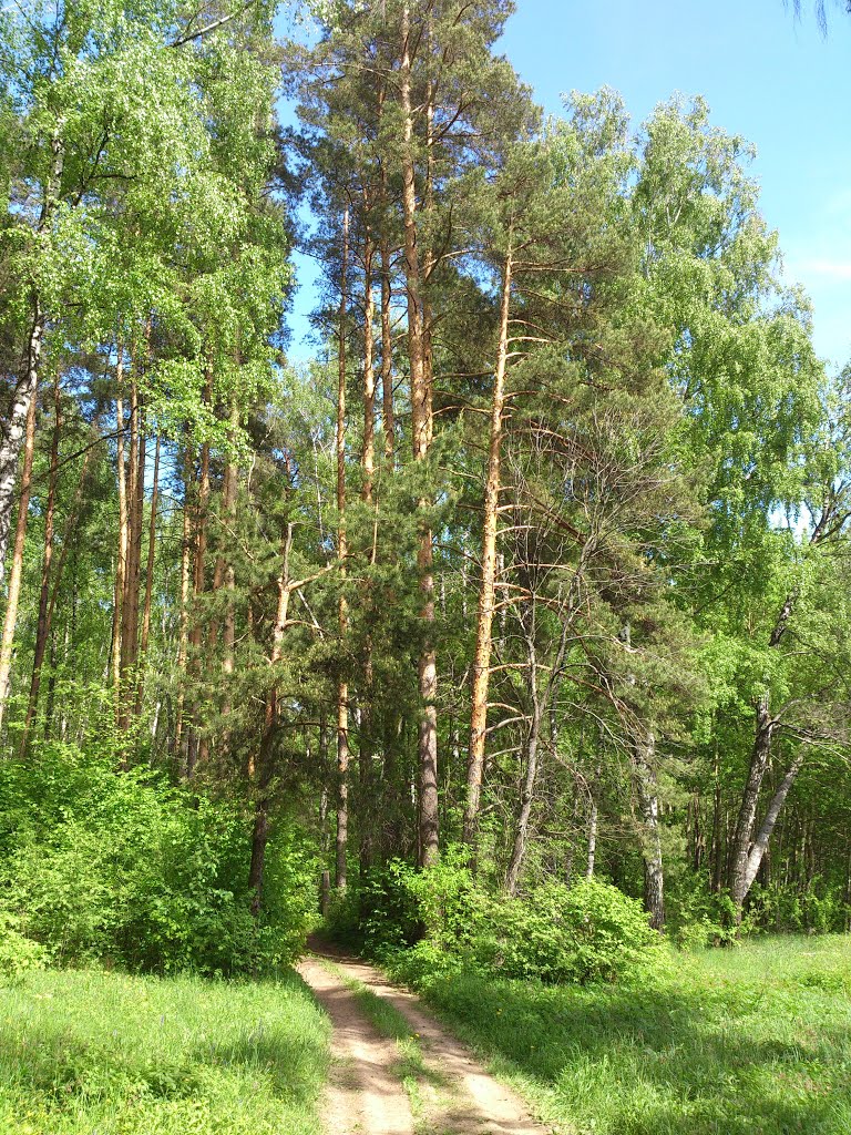 ::Дорожка в лесу::